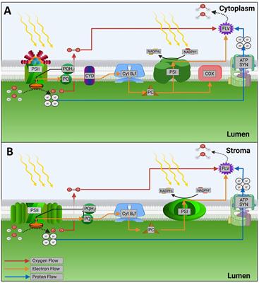 Advances in light system engineering across the phototrophic spectrum